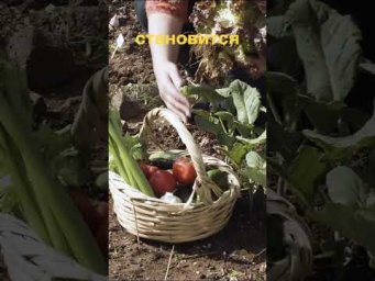 ХитСад ТВ - Что бы почва давала урожай, вносите удобрения осенью ‼️