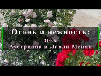 Питомник роз Иващенко - Огонь и нежность: розы Аустриана и Лавли Мейян. Питомник растений Е. Иващенк