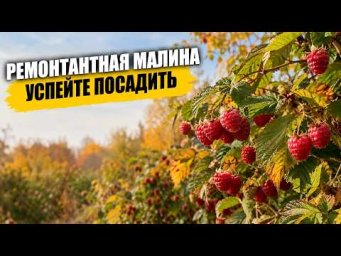 Садовый клуб Наталии Петренко - Ремонтантная малина  -  успейте посадить