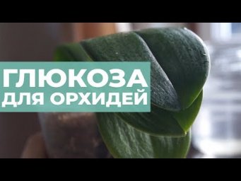 Сад на балконе - Орхидея без корней выжила. Подкормка орхидеи глюкозой. Сахар для орхидей.