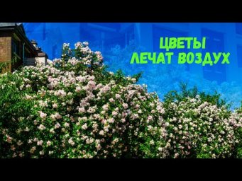 Цветы в доме - Цветы против болезней! Как комнатные растения очищают воздух и лечат нас без таблеток