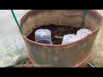 Урожайный огород Татьяна Щедрина - ПРОВЕРЕННЫЙ ДЕДУШКИН СПООСОБ ВЫРАЩИВАНИЯ ОГУРЦОВ!
