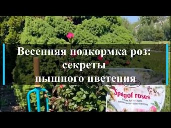 Питомник роз Иващенко - Весенняя подкормка роз: секреты пышного цветения