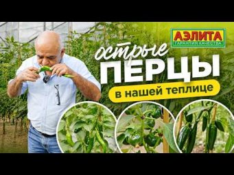Агрофирма Аэлита - Показываем Наши ОСТРЫЕ ПЕРЦЫ в теплице!
