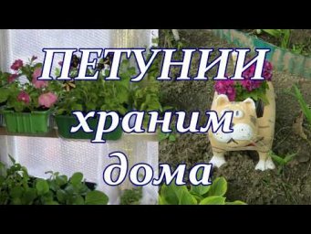 Клуб садоводов Хабаровск - Петунии ХРАНЕНИЕ ЗИМОЙ ДОМА.