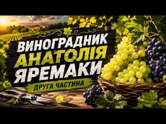Выращивание винограда - Огляд  виноградника Друга  частина. Тел-098 115 04 16