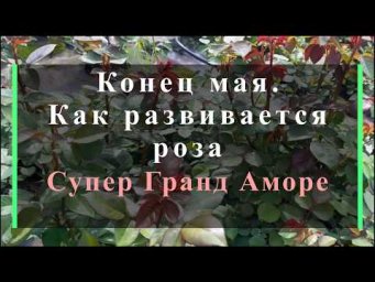 Питомник роз Иващенко - Конец мая.Как развивается роза Супер Гранд Аморе. Питомник растений Е. Иваще