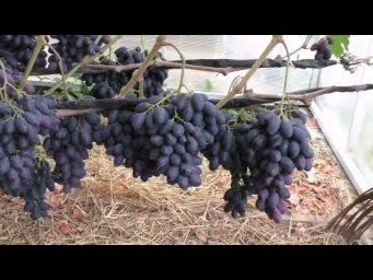Сад без проблем - После неё, ваши старые сорта станут неинтересными!