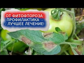 Садовый Мир - Профилактика фитофтороза томатов. После этой обработки фитофтора не  страшна!