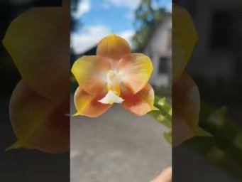 Орхидс Phalaenopsis Zheng Min Muscadine 'Rainbow' x Mituo Reflex Dragon 'Purple Red'