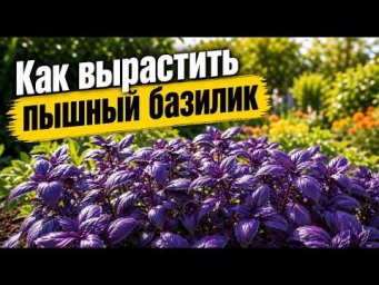 Садовый клуб Наталии Петренко - Как вырастить пышный базилик