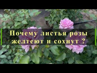 Питомник роз Иващенко - Почему листья розы желтеют и сохнут. Питомник растений Е. Иващенко
