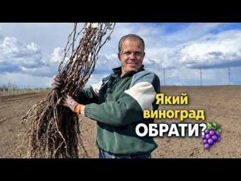 Виноград на грядке - Як обрати необхідний сорт винограду