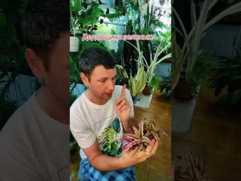FloraMan - 2 августа 2026 г.