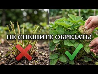 Во саду ли в огороде Юлия Миняева - КЛУБНИКА ПОСЛЕ СБОРА ЯГОД! Моя секретная система ухода для урожа