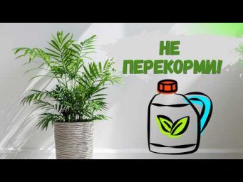 Цветы в доме - Весенние подкормки. Как не погубить растения и запустить рост.