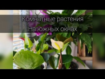 Настя Вольф - Мои комнатные растения 