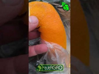 Иван Русских Иванова наука - 