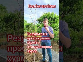 Сад без проблем - Результаты пробуждения хурмы стимулятором Ауреа