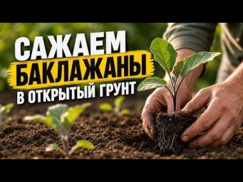 Садовый клуб Наталии Петренко - Сажаем баклажаны в открытый грунт