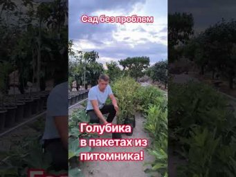 Сад без проблем - Новые сорта голубики!