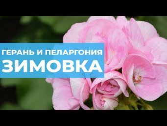 Сад на балконе - Как сохранить герань зимой. Зимовка пеларгонии. Особенности ухода