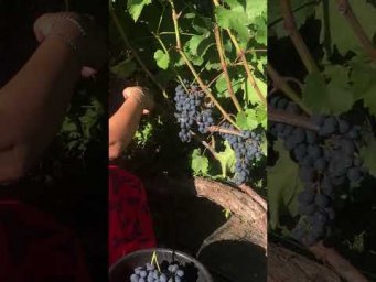 Выращивание винограда - Ріжемо кишмиш Фейз на сушіння 098 115 04 16 - продаж саджанців винограду