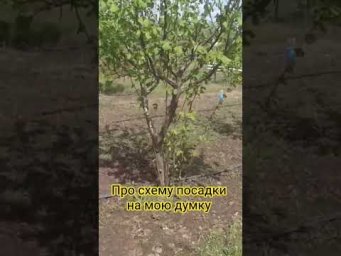 Фундук сад садоводство - Думки про схеми посадки садочків , як промисловий так і невеличких садів))#