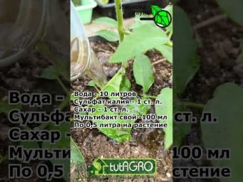 Иван Русских Иванова наука - Подкормка томатов самый простой способ #garden #gardenlife #дача #огоро