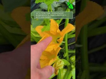 Иван Русских Иванова наука - Никаких гнилых кончиков! 