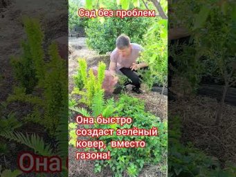 Сад без проблем - Она быстро создаст зелёный ковер вместо газона!