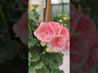 Мой цветочный бизнес - Розебуд Астрид #Rosebud_Astrid #пеларгония #сорт