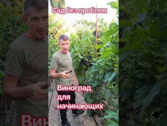 Сад без проблем - Самый простой способ выращивания винограда