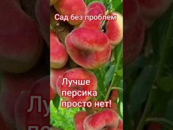 Сад без проблем - Лучше персика просто нет!