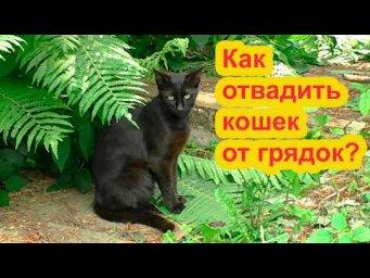 Ольга Воронова - Как отвадить кошек от грядок
