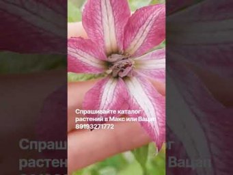 Светлана Александрова - В питомнике перемещаем на площадку княжики. #клематисы #сорт #дача