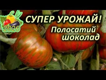 Дела домашние - ТОП 10 УРОЖАЙНИХ високорослих томатів. 10 місце - томат Полосатий шоколад.