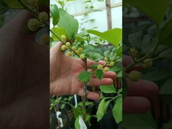 Экзотические растения в Закарпатье - Коли заплодоносить кудранія?