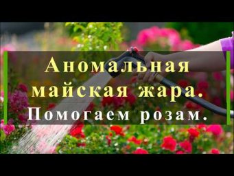 Питомник роз Иващенко - Аномальная майская жара. Помогаем розам. Питомник растений Е. Иващенко