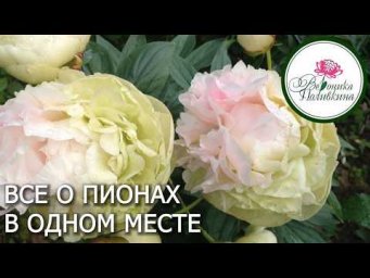 Вероника Поливкина - ВСЁ О ПИОНАХ В ОДНОМ МЕСТЕ