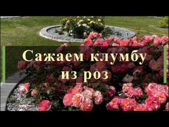 Питомник роз Иващенко - Сажаем клумбу из роз. Питомник растений Е. Иващенко