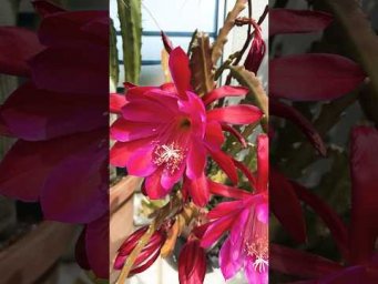Светлана и её джунгли - Фейерверк от эпифиллума. #epiphyllum #flowers #cactussucculents