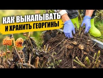 Садовый клуб Наталии Петренко - Как выкапывать и хранить георгины