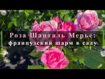 Питомник роз Иващенко - Роза Шанталь Мерье: французский шарм в саду. Питомник растений Е. Иващенко