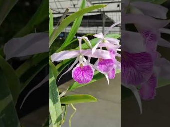 Орхидс Brassocattleya Kay (Bc. Fuchs Star x L. purpurata var. atropurpurea)  #orchids