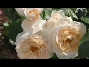 Розы в саду - РОЗЫ. Я ЗАСТАВЛЮ ТЕБЯ ЦВЕСТИ!