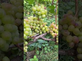 Выращивание винограда - Виноград Купець.Продаж саджанців  винограду.Телефон 098 115 04 16 Анатолій