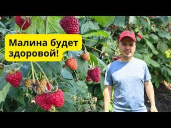 Сад, огород своими руками (Валерий Кузюбердин) - Всего одна обработка малины и не будет ни вредителе