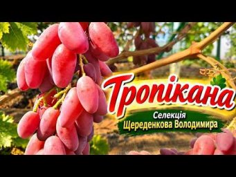 Виноград на грядке - Тропікана -найкраща форма селекції Щереденкова за 2026 рік.