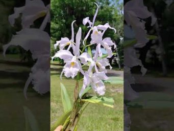 Орхидс Cattleya maxima coerulea 'Gigi' x 'Angelo'  #orchids